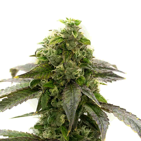 CBD Blueberry Seeds