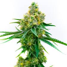 Buy CBD Harlequin Seeds