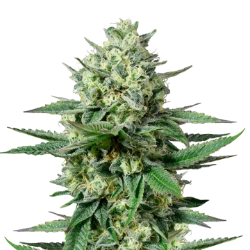 ACDC Strain Seeds ACDC Strain Seeds