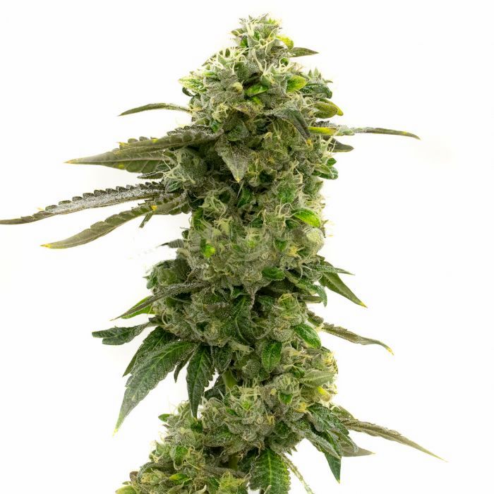 CBD Candida Seeds CBD Candida Seeds