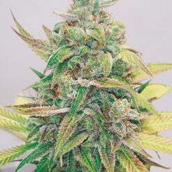 CBD Strawberry Cake Seeds