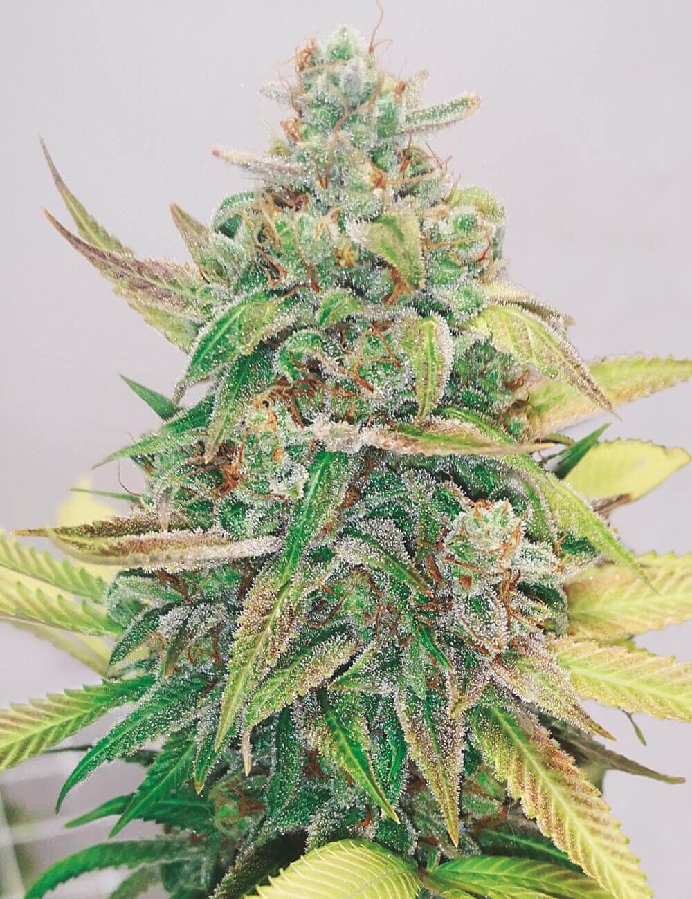 CBD Strawberry Cake Seeds