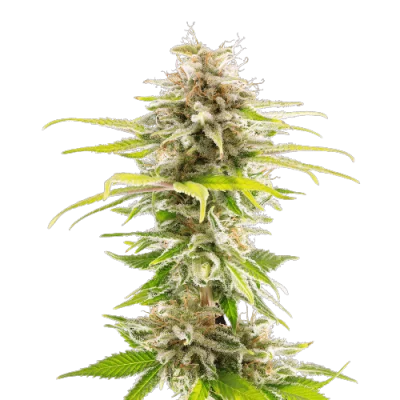 CBD Super Kush Seeds(1:25) 