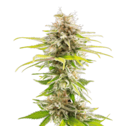 CBD Super Kush Seeds(1:25)
