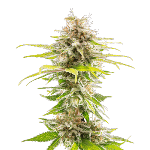 CBD Super Kush Seeds(1:25)